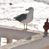 Essaouira