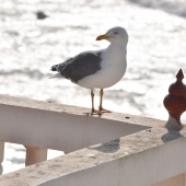 essaouira_photo-AlexisLoriot_01