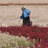 essaouira_photo-AlexisLoriot_16