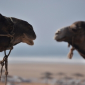 essaouira_photo-AlexisLoriot_46