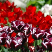 AlexisLoriot_Nature_14