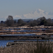 Vancouver-nature_alexisloriot_16