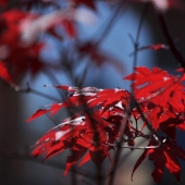 Vancouver-nature_alexisloriot_23